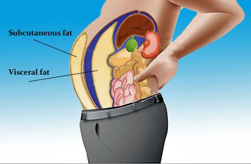 Visceral fat in our body